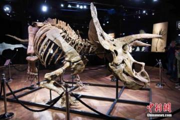 世界最大的三角龙化石骨架在法国巴黎以